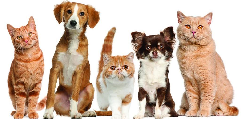 Доска объявлений о животных | ЗооТом - продажа, вязка и услуги для животных в Отрадной