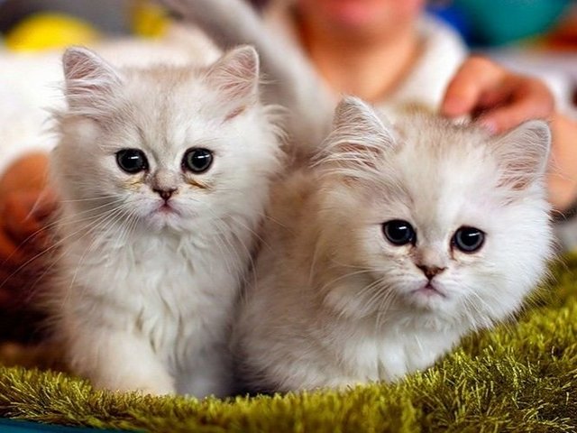 Породы кошек в Отрадной | ЗооТом портал о животных