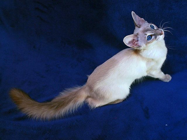 Выведенные породы кошек в Отрадной | ЗооТом портал о животных