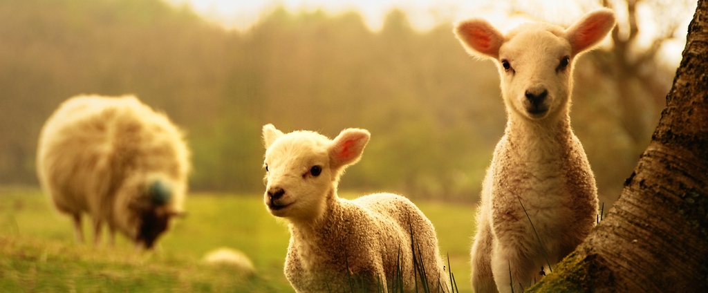 Объявления о сельскохозяйственных животных | ЗооТом - продажа, вязка и услуги для животных в Отрадной