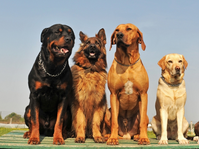 Крупные породы собак в Отрадной | ЗооТом портал о животных